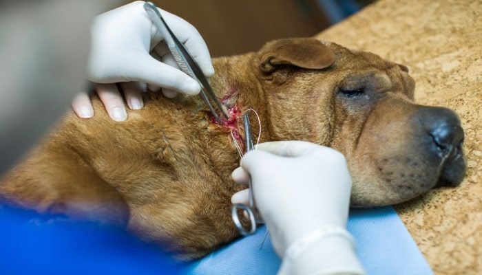 suturas veterinaria