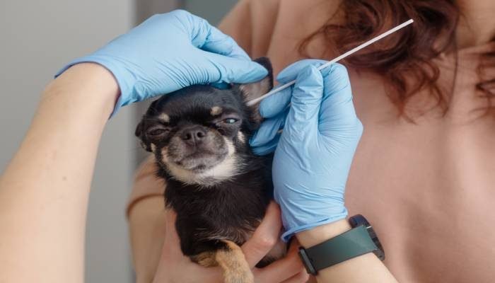 hisopos para toma de muestras de animales