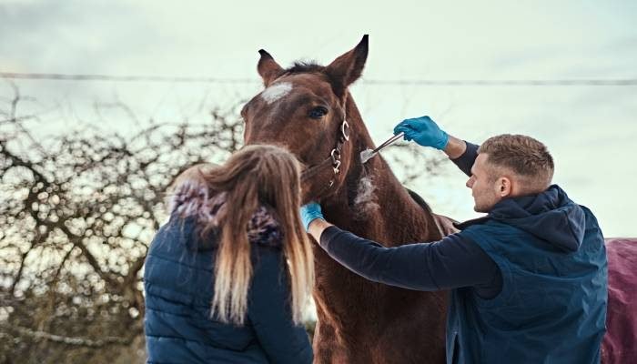 catéter para caballos (aplicaciones y relevancia)